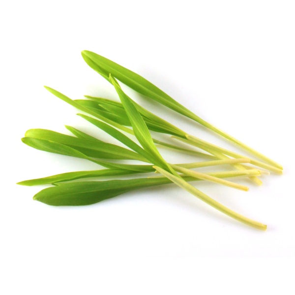 Kukurica sladká corn shots na microgreens 100 g